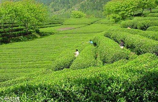 日照綠茶哪個牌子好？日照綠茶怎么辨別好壞