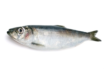 青魚是淡水魚還是海魚？青魚是淡水魚嗎？