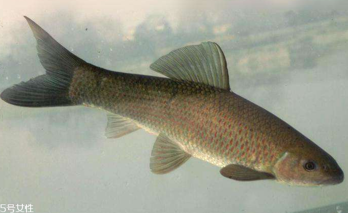 青魚是淡水魚還是海魚？青魚是淡水魚嗎？
