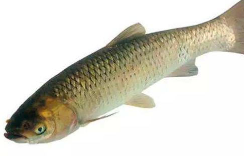 青魚是淡水魚還是海魚？青魚是淡水魚嗎？
