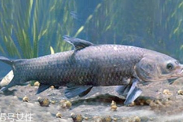 青魚是發(fā)物嗎？吃青魚會過敏嗎？