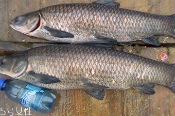 青魚是發(fā)物嗎？吃青魚會過敏嗎？