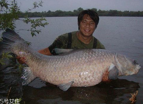 青魚能做魚干嗎？青魚怎么做成魚干？