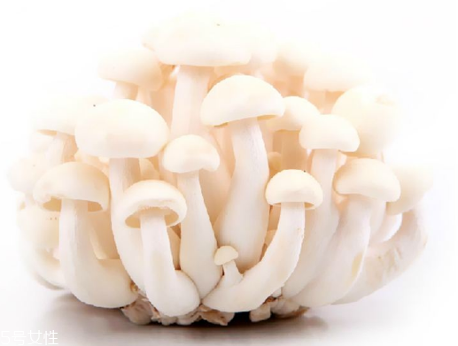 白玉菇和海鮮菇的區(qū)別 白玉菇和海鮮菇是一樣的嗎？