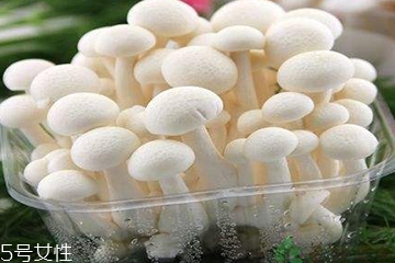 白玉菇為什么是苦的？白玉菇怎么會苦？