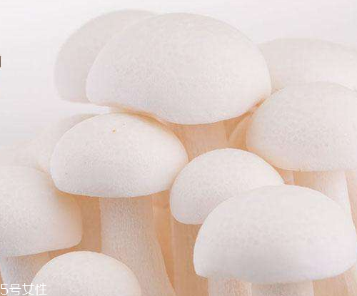 白玉菇的吃法 白玉菇能燉雞嗎？