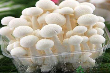 白玉菇為什么是苦的？白玉菇怎么會(huì)苦？