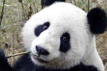 激光去黑眼圈多久恢復？激光除黑眼圈多久見效