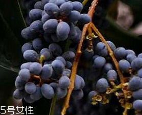 女貞子能和旱蓮草一起吃嗎？女貞子和旱蓮草的用量