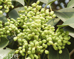 女貞子怎么保存？女貞子怎么保存最好？