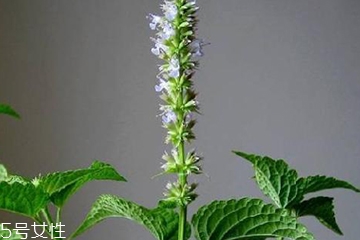 藿香是發(fā)物嗎？皮膚過(guò)敏的人能吃藿香嗎？