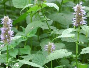 藿香是發(fā)物嗎？皮膚過(guò)敏的人能吃藿香嗎？