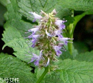 藿香是涼性還是熱性？藿香是熱性嗎？
