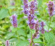 藿香能生吃嗎？藿香味道好嗎？