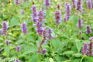 藿香和麝香是一樣嗎？藿香和麝香的區(qū)別