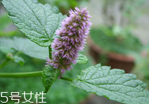 藿香能多吃嗎？藿香吃多了會怎樣？