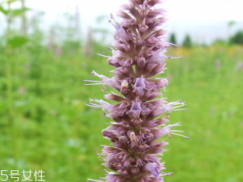 藿香和佩蘭能一起吃嗎？藿香和佩蘭的作用