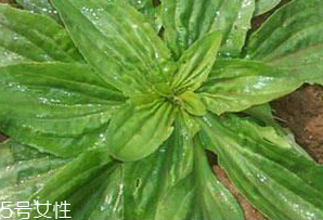 車前草是什么？車前草的作用是什么