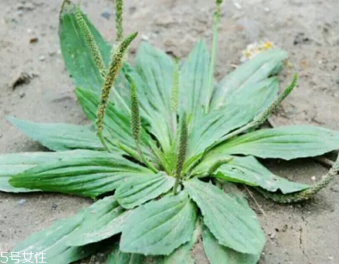車前草怎么吃？車前草怎么做好吃？