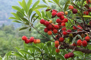 梅花是發(fā)物嗎？皮膚過敏的人能喝梅花茶嗎？
