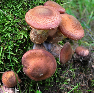 榛蘑的好處 榛蘑對(duì)人有什么益處？