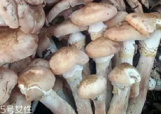 榛蘑是蘑菇嗎？榛蘑是什么蘑菇？