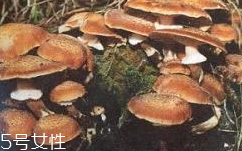 榛蘑是蘑菇嗎？榛蘑是什么蘑菇？