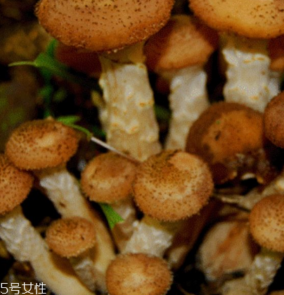 榛蘑是野生的好嗎？野生榛蘑的好處