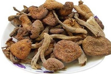 榛蘑是野生的好嗎？野生榛蘑的好處