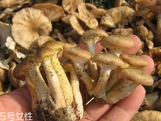 榛蘑和香菇能一起吃嗎？