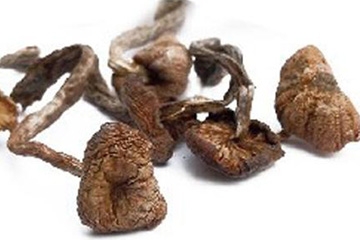 榛蘑能保存多久？干榛蘑怎么保存最好？