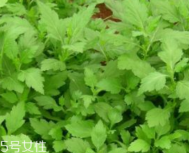 菊花腦的禁忌人群 哪些人不能吃菊花腦？