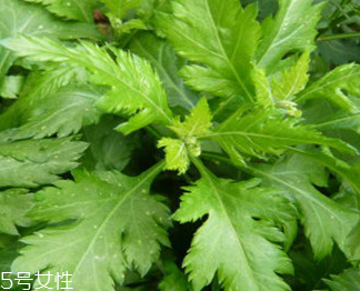 菊花腦的禁忌人群 哪些人不能吃菊花腦？