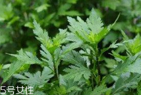 菊花腦是溫性還是涼性？菊花腦是涼性嗎？
