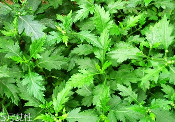 菊花腦的種植 菊花腦怎么種？