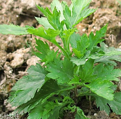 菊花腦能吃嗎？菊花腦的味道