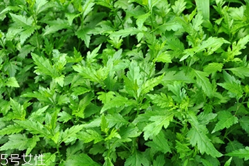 菊花腦可以涼拌嗎？菊花腦涼拌好吃嗎？