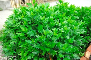 菊花腦的好處，吃了菊花腦有什么效果?