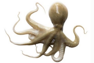 章魚是什么顏色？章魚是什么樣子？