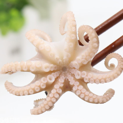章魚是什么顏色？章魚是什么樣子？