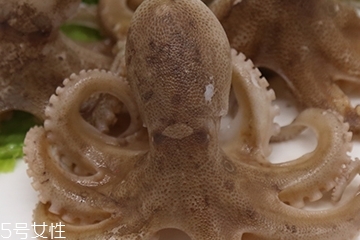 章魚是軟體動物嗎？章魚屬于軟體動物嗎？