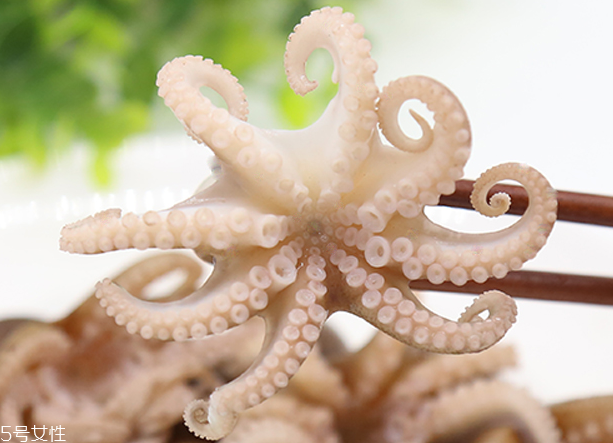 章魚是軟體動物嗎？章魚屬于軟體動物嗎？