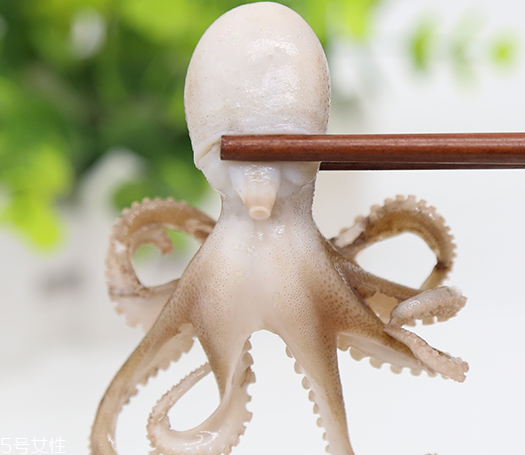 章魚是軟體動物嗎？章魚屬于軟體動物嗎？
