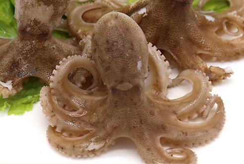章魚會噴墨汁嗎？章魚的墨汁能吃嗎？
