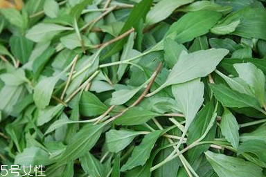 馬蘭頭對人的好處？馬蘭頭有什么好處？