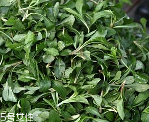 馬蘭頭是板藍(lán)根嗎？