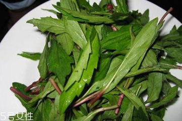 馬蘭頭是馬齒莧嗎？馬蘭頭和馬齒莧的區(qū)別