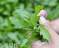 馬蘭頭和蝦能一起吃嗎？馬蘭頭和蝦能一起吃