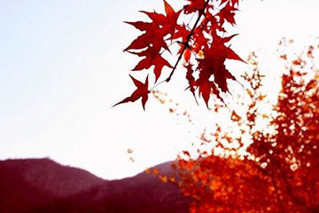 楓葉紅發(fā)色會不會太紅？楓葉紅發(fā)色日常嗎