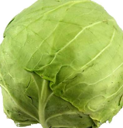 牛心菜怎么種植？牛心菜能種嗎？
